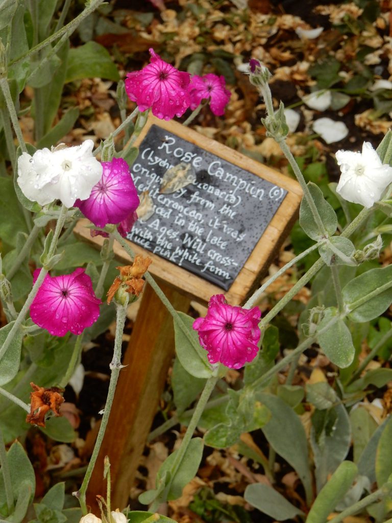 A photo of white and pink campions and label